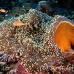 anemonefish_pink_lk_h_0705_png1159.jpg